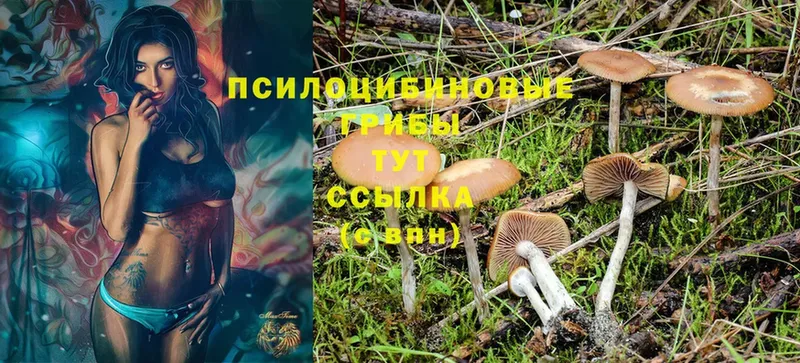 Псилоцибиновые грибы MAGIC MUSHROOMS Бийск